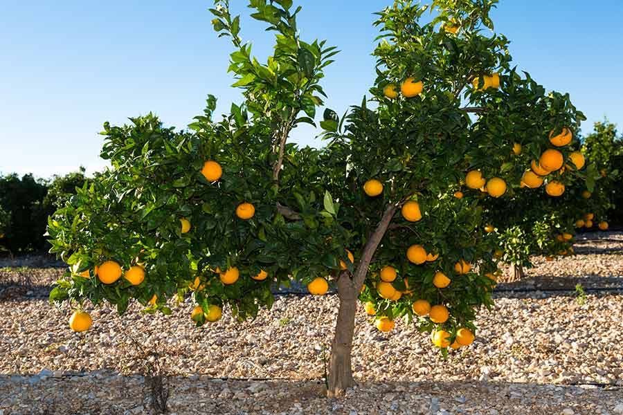 Orangenbaum mit vielen reifen Früchten auf der Finca Naranjas del Carmen