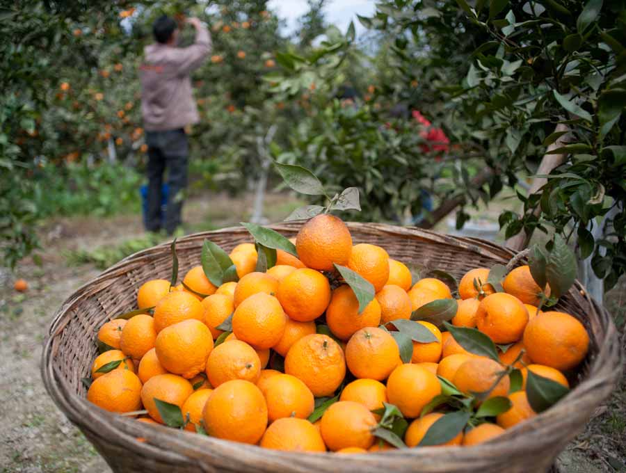 Orangen-Ernte in Spanien - nach wenigen Tagen sind die frischen Orangen bei uns in Neubiberg und können kostenlos von usneren Besuchern mitgenommen werden.